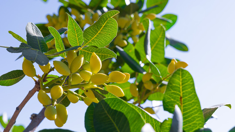 Pistachios grow on a tree branch.