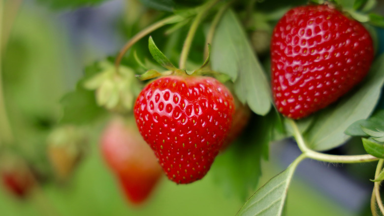 Strawberries grow on a stem.