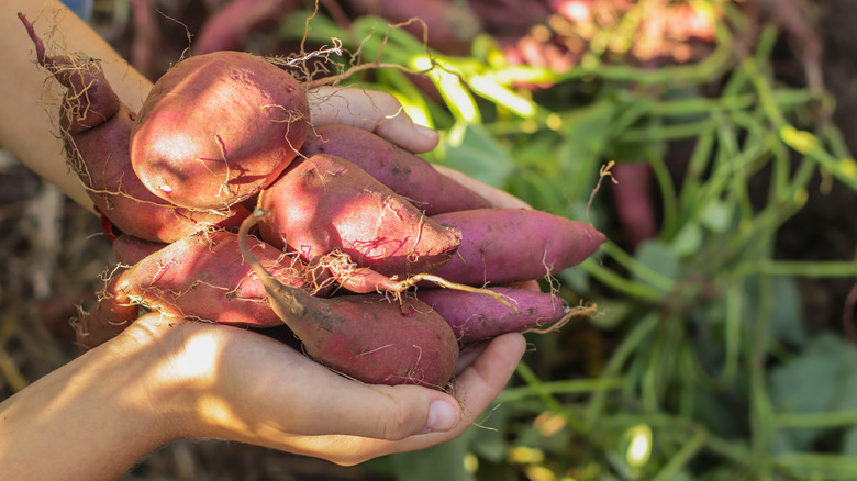 A gardener holds sweet potatoes.