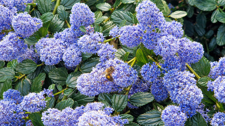Several indigo blooms cluster on the California lilac.