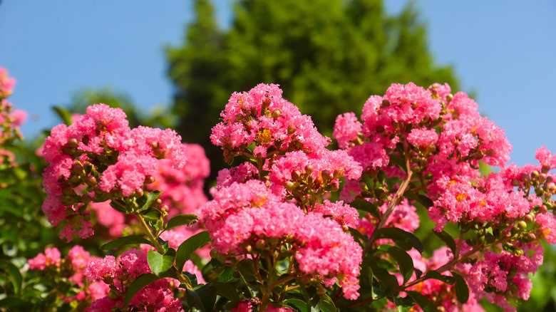 Pink crepe myrtle blooms in the sun.