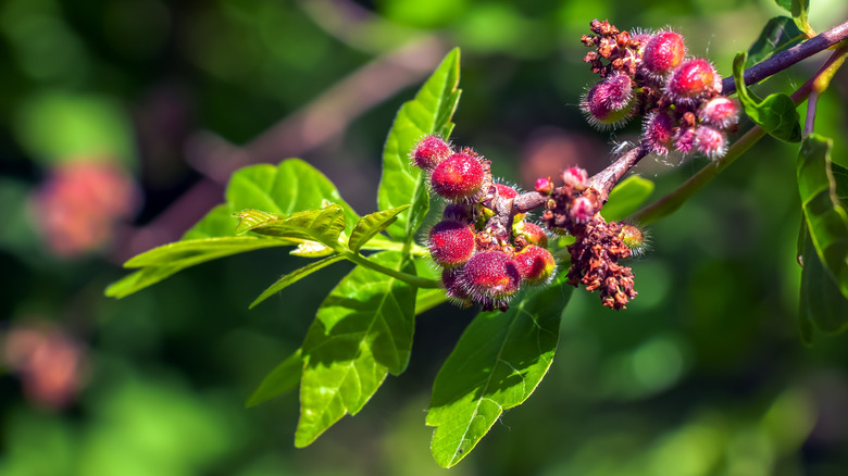 A cluster of red berries grow on the fragrant sumac shrub.