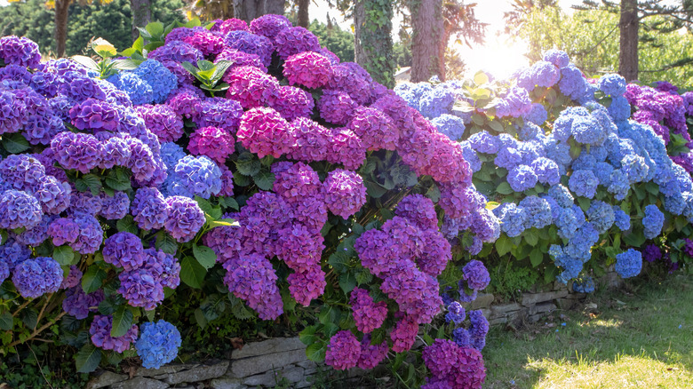 Purple and indigo hydrangea bushes grow with sunlight in background.