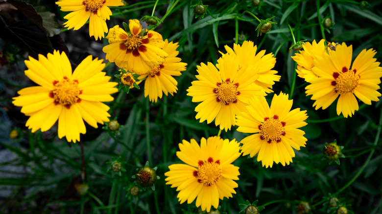 Close up view of yellow lanceleaf coreopsis blooms.
