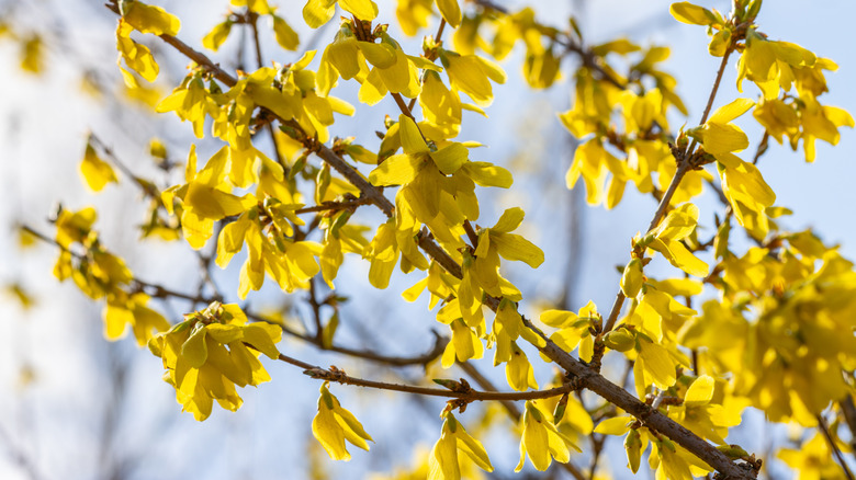 Yellow forsythia blooms stand out on its leafless branches.