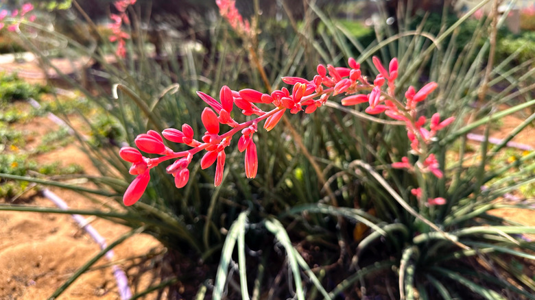 Red yucca plant with small, bean-like tubular flower blooms along a red stalk.