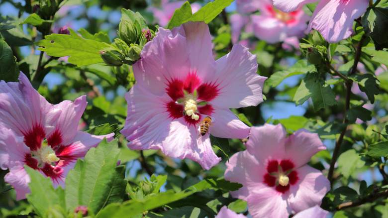 A bee rests on the petal of a rose of Sharon.