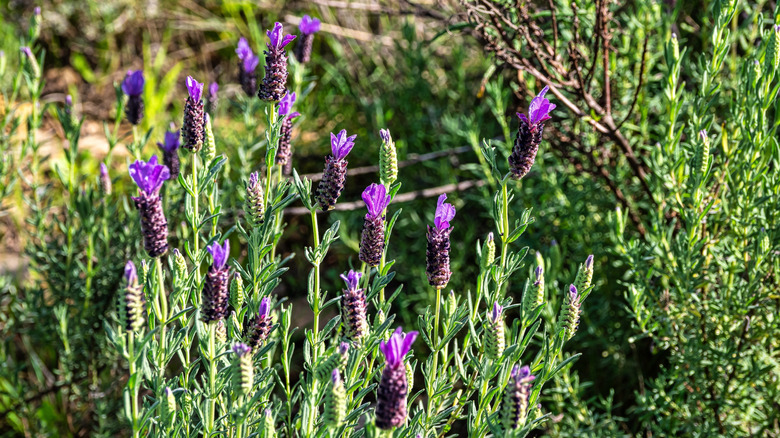 Purple flowers of Spanish lavender bloom in a garden.
