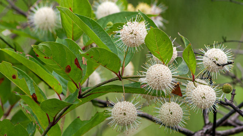 Close up of the pin cushion like bloom so the buttonbush.