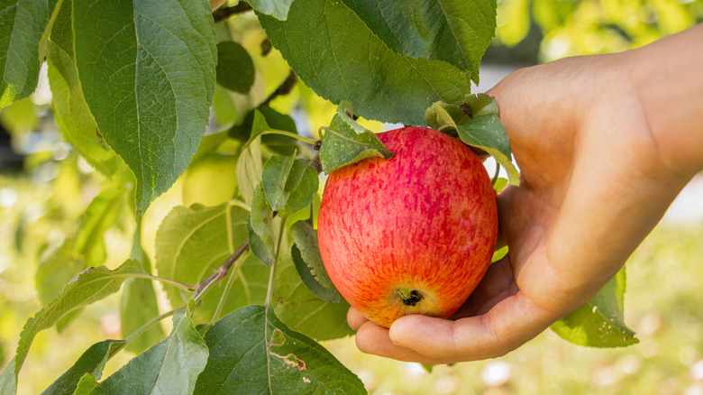 A man picks an apple.