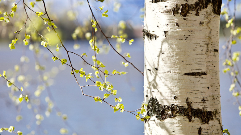 Close up of the white bark on a birch tree trunk.