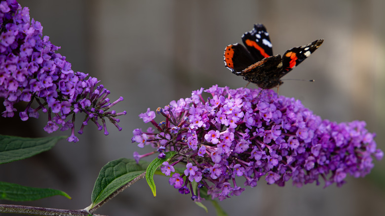 A butterfly sits on the purple flower of a butterfly bush.