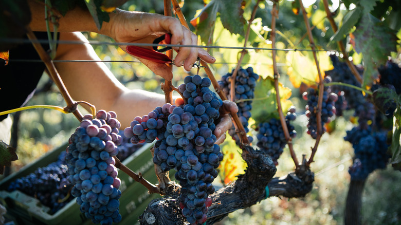A person cuts purple grapes from the vine.