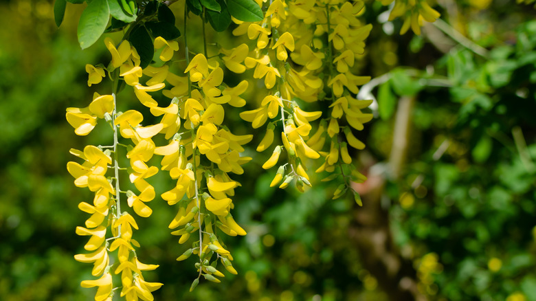 Zoomed in picture of yellow blooms on a pea shrub.