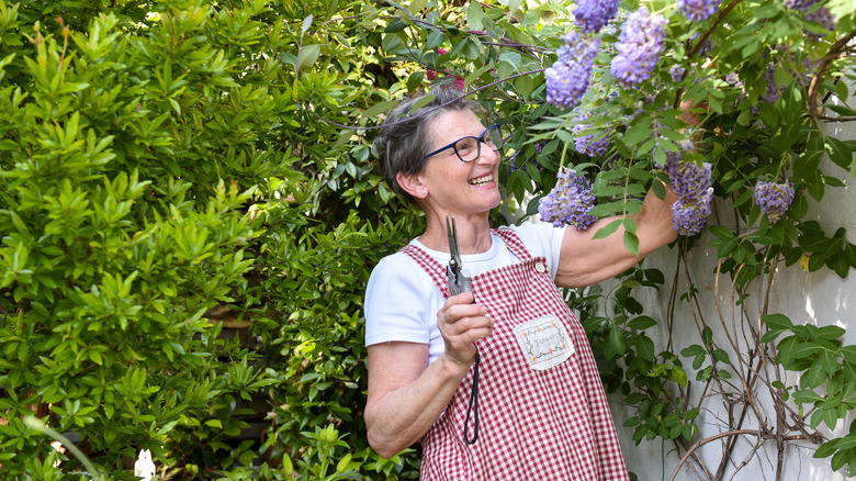 An older woman prunes a wisteria vine.