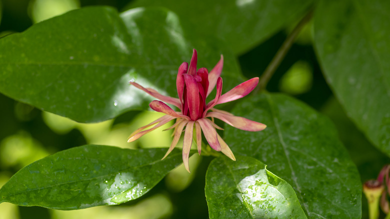 A single bloom unfurls on a spice bush.