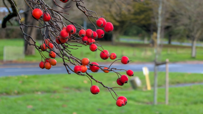 Berries grow on a hawthorne tree.