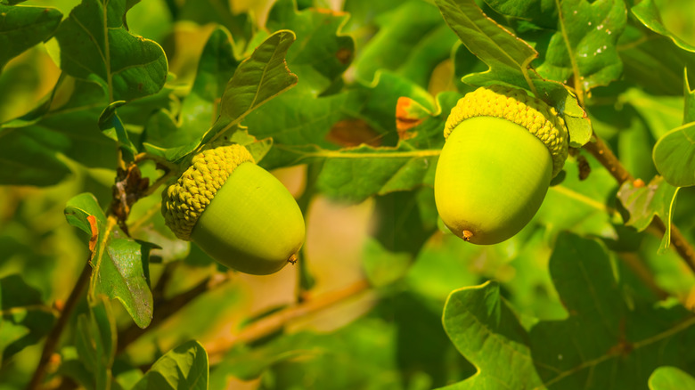 Close up of oak tree leaves with acorns.
