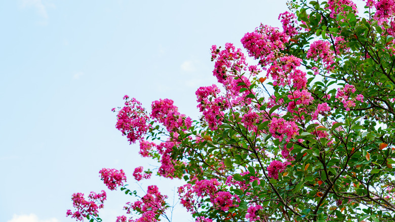 A crape myrtle blooms.