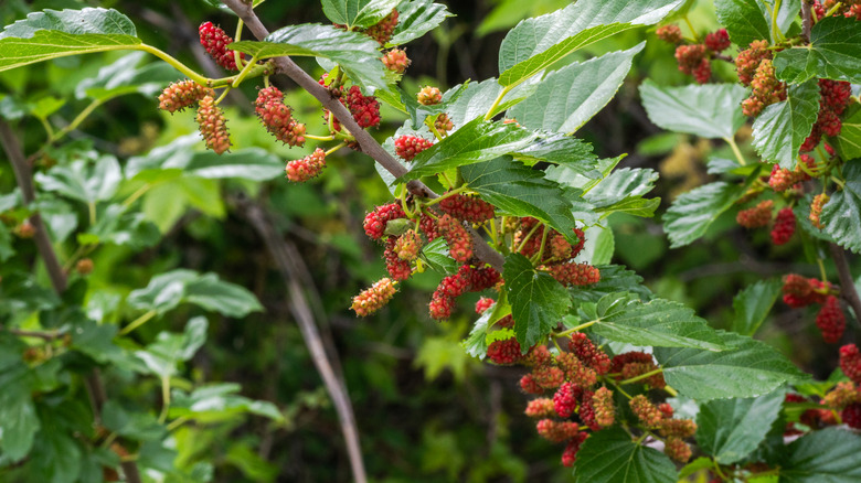 Mulberries grow on a branch.