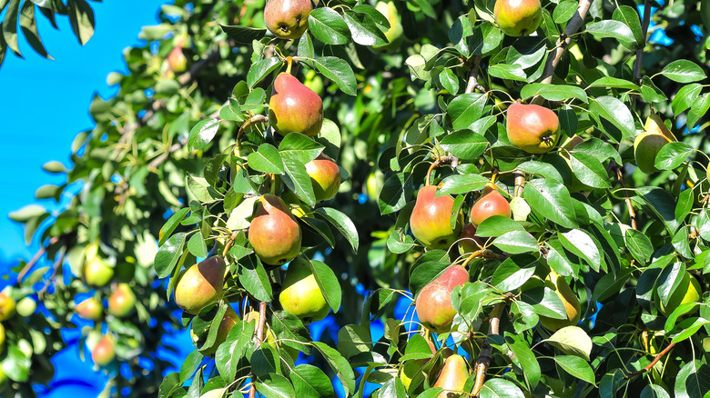 Pears grow on the branches of a tree.