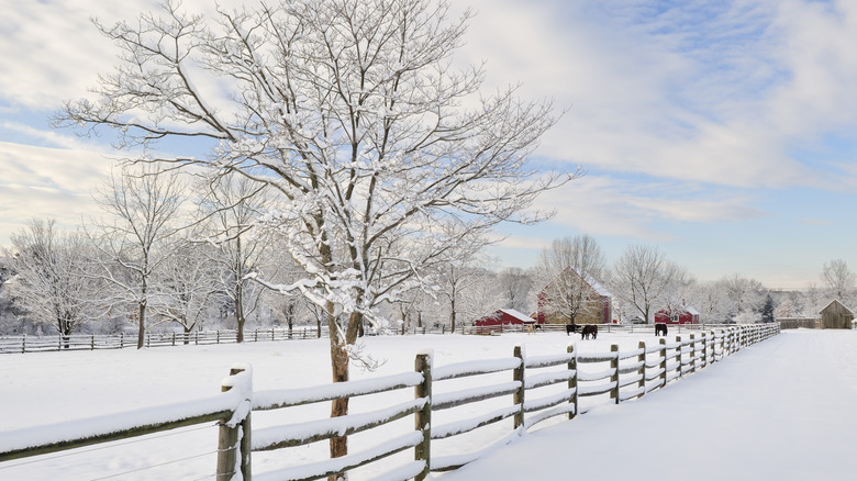 Elm is covered in snow on a farm near a fence and grazing horses.
