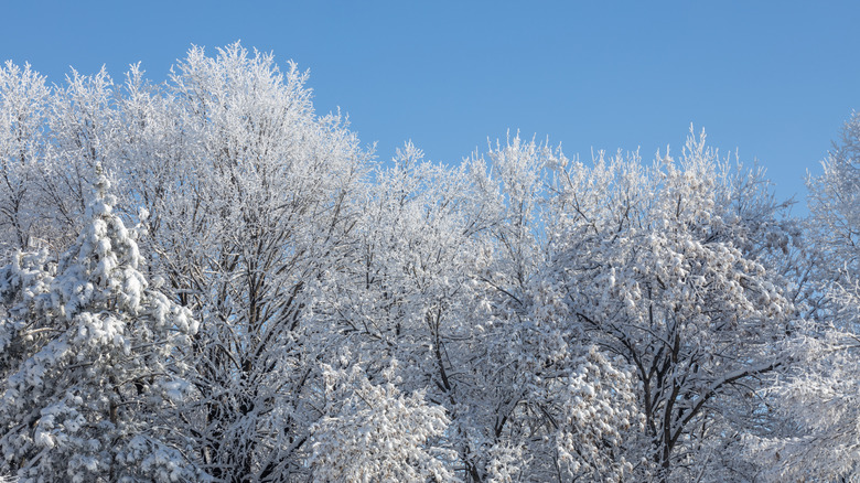 Snow covers linden trees.