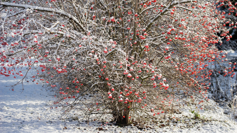 Snow covers the berry-laden branches of a rowan tree.