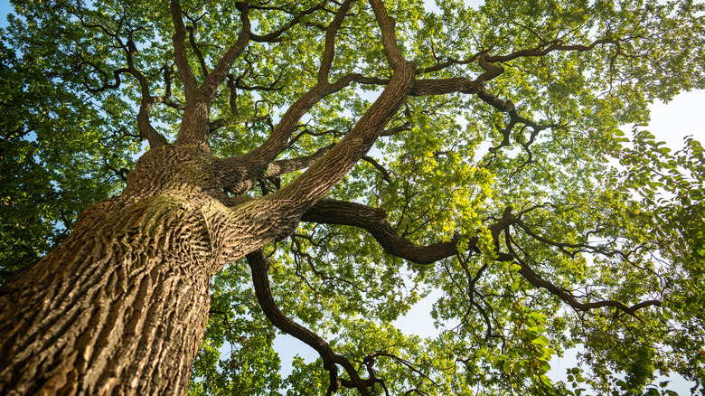 View up through an oak tree canopy.