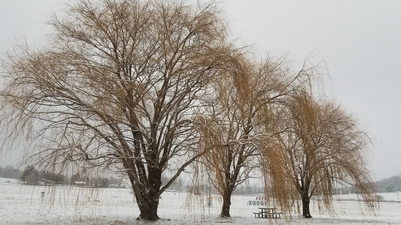 Three weeping willows stand in snow.