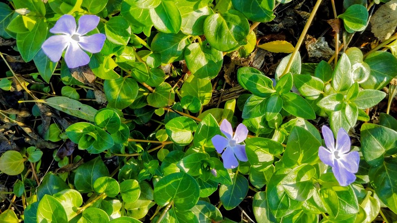 Purple big leaf periwinkle flowers among green leaves