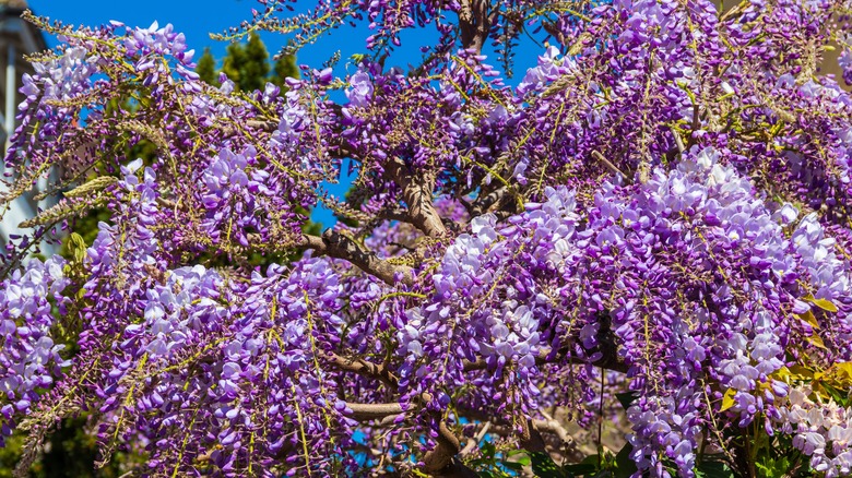 Purple Chinese wisteria blooming against a blue sky