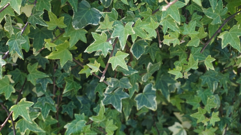 Green English ivy leaves