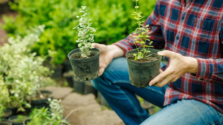 A man in a plaid shirt deciding between two potted plants at the store