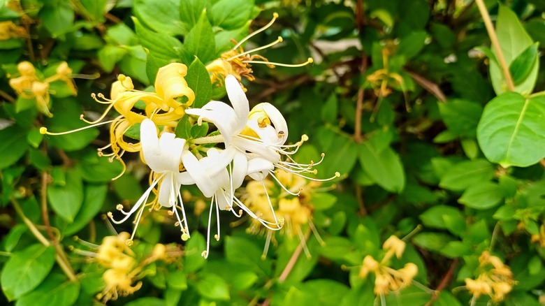 Cream and yellow Japanese honeysuckle flowers among green leaves