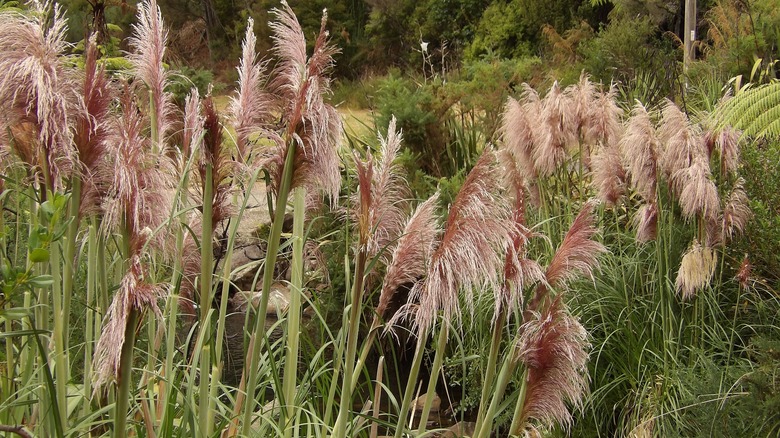 A patch of green Jubata grass with white and pink plumes