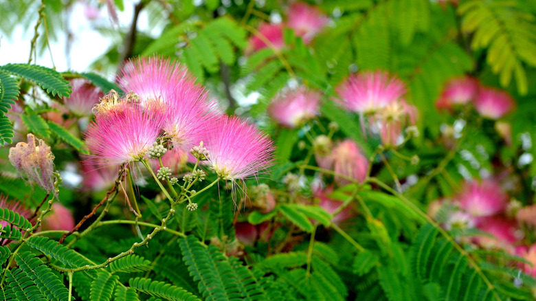 Pink and white mimosa flowers with green foliage