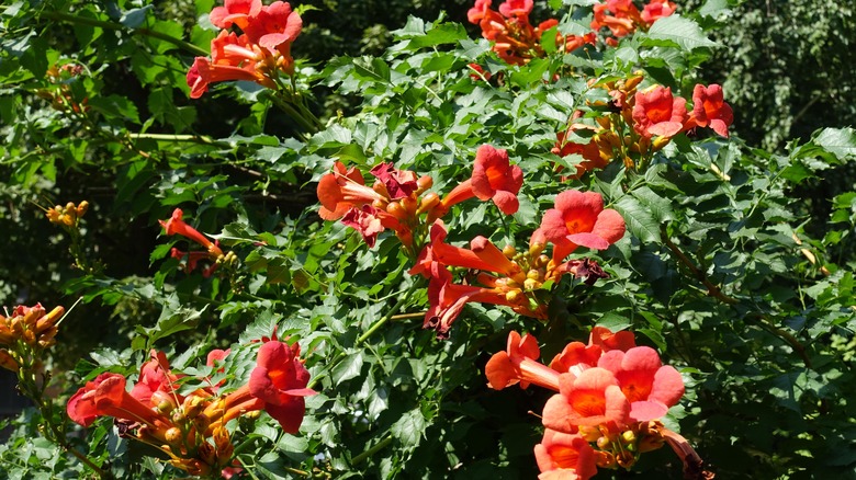 Red and orange trumpet vine flowers and green foliage