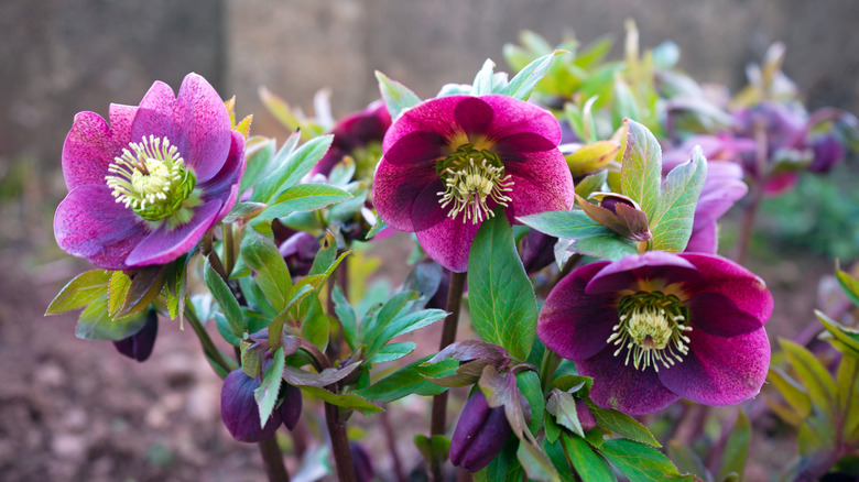 Purple hellebore bloom in a garden.