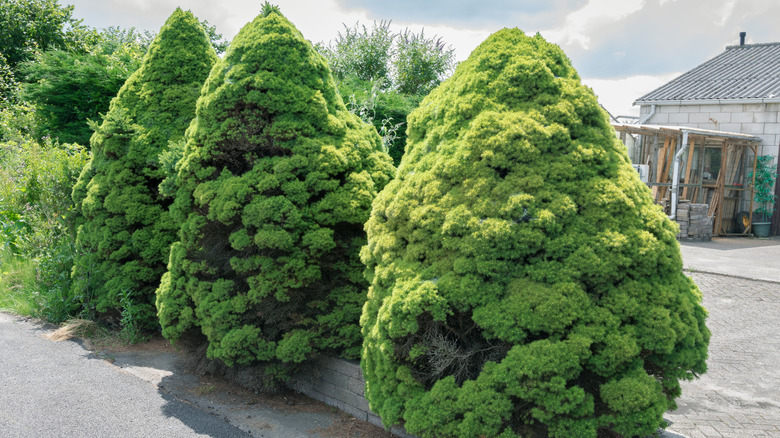 Three dwarf Alberta spruce trees growing in a row.