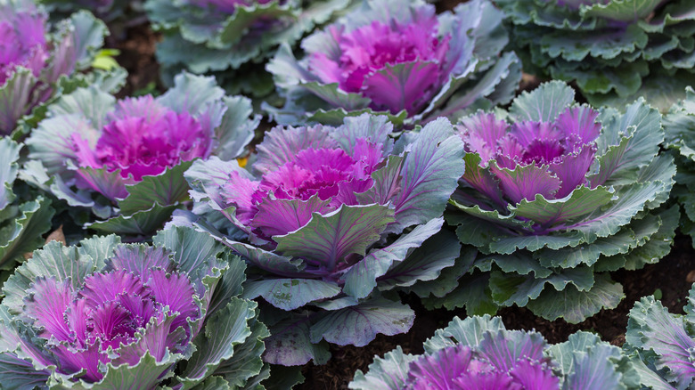 Ornamental kale grows in a garden.