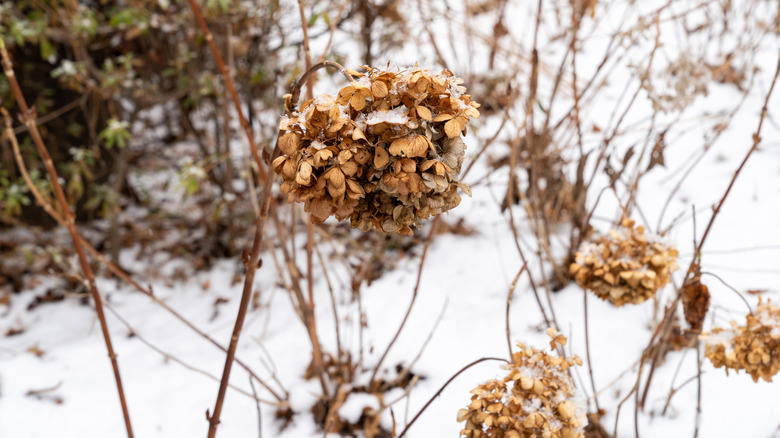 A dormant hydrangea shrub still has dried flowers on it.