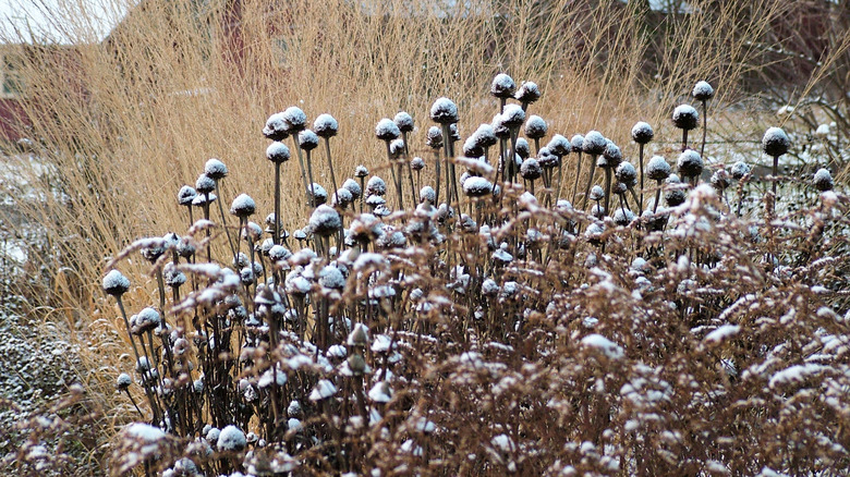 Snow collects on the seedheads of coneflowers.