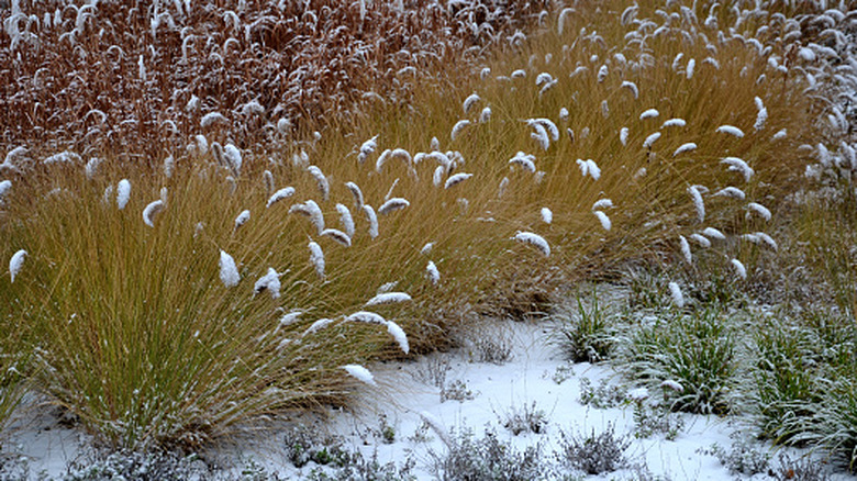 Snow covered ornamental grass in a garden.