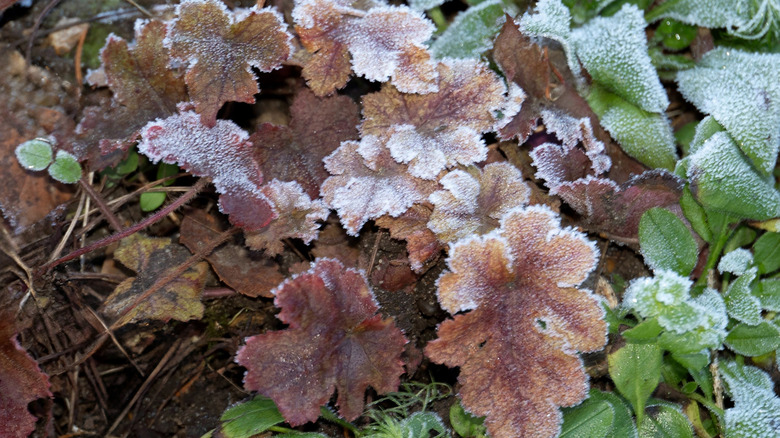 A heuchera has frost on its copper-colored leaves.