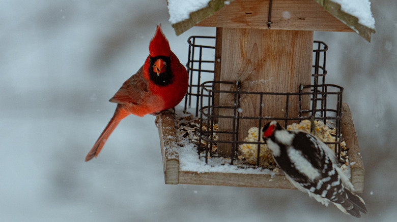 A cardinal and woodpecker visit a feeder in winter.