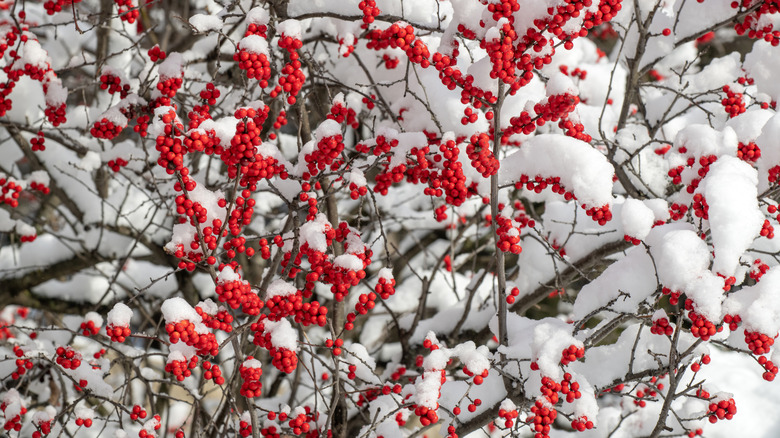 A winterberry holly has bright red berries that contrast against the white snow.