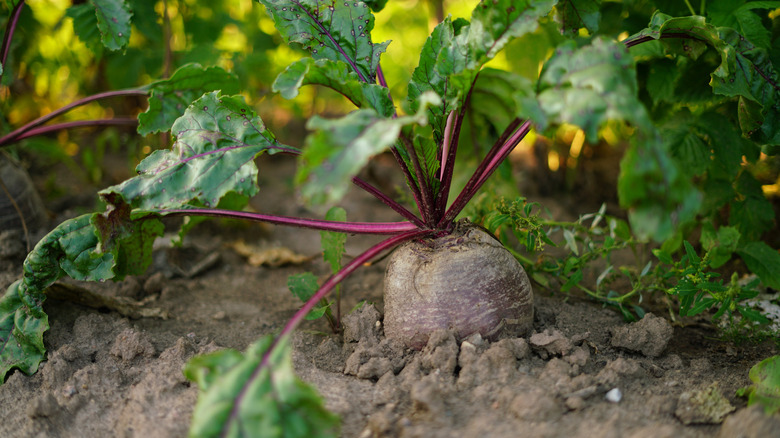 A beet grows in the dirt.
