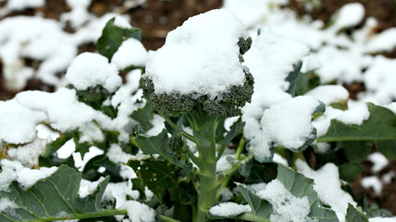 Snow covers a head of broccoli.