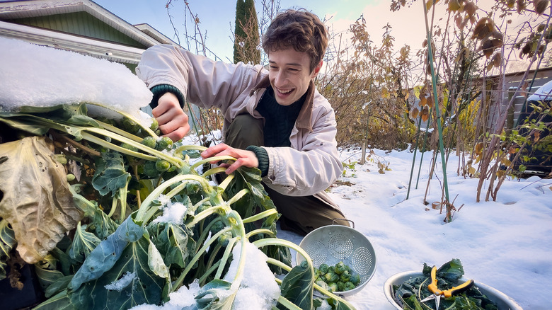 Man harvests Brussels sprouts in the snow.